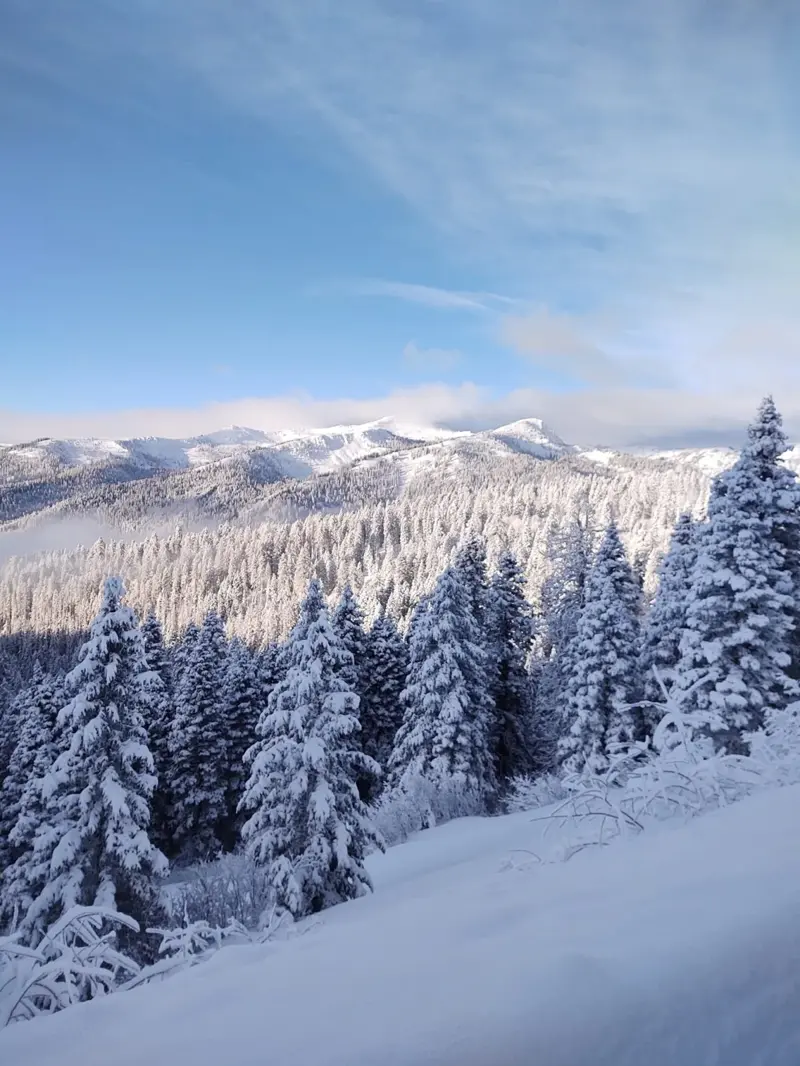 Rime-covered spruce in the foreground looking out across a valley to a broad, snow-covered mountain range under a clear blue sky.