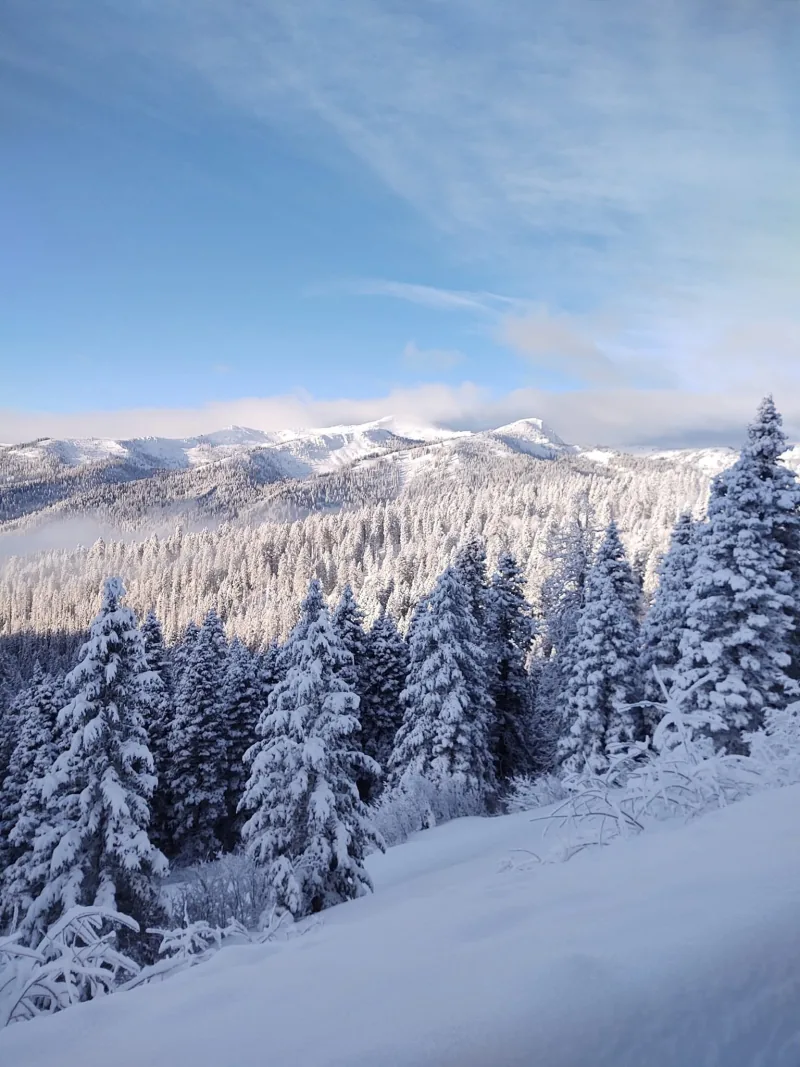 Rime-covered spruce in the foreground looking out across a valley to a broad, snow-covered mountain range under a clear blue sky.